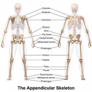 400px-appendicular_skeleton